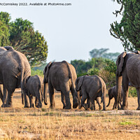 Buy canvas prints of Family of elephants disappearing into bush, Uganda by Angus McComiskey
