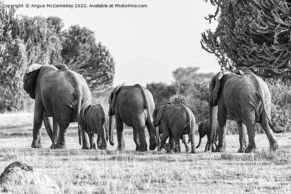 Elephant family disappearing into bush Uganda mono Picture Board by Angus McComiskey
