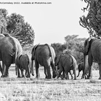 Buy canvas prints of Elephant family disappearing into bush Uganda mono by Angus McComiskey