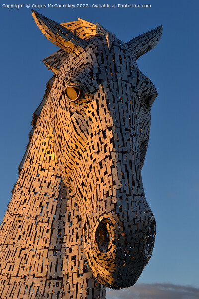 Kelpie head at golden hour Picture Board by Angus McComiskey