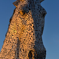 Buy canvas prints of Kelpie head at golden hour by Angus McComiskey