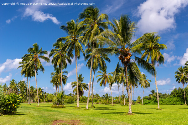 Palm trees in Kahanu Garden on Maui Island, Hawaii Picture Board by Angus McComiskey