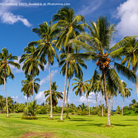 Buy canvas prints of Palm trees in Kahanu Garden on Maui Island, Hawaii by Angus McComiskey
