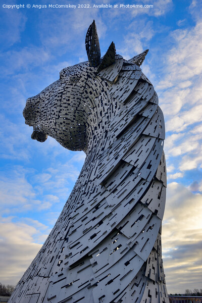 Kelpie standing proud Picture Board by Angus McComiskey
