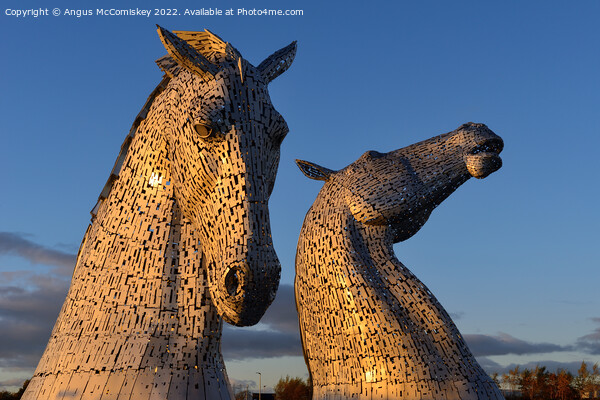 The Kelpies at golden hour Picture Board by Angus McComiskey