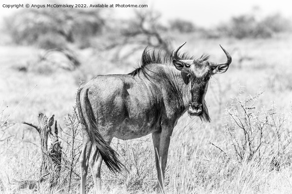Solitary wildebeest, Etosha National Park, Namibia Picture Board by Angus McComiskey