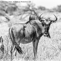 Buy canvas prints of Solitary wildebeest, Etosha National Park, Namibia by Angus McComiskey