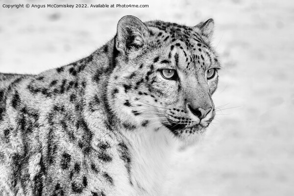 Snow leopard portrait #2 mono Picture Board by Angus McComiskey