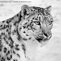 Buy canvas prints of Snow leopard portrait #2 mono by Angus McComiskey