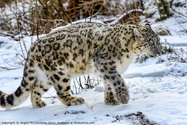 Snow leopard on the prowl Picture Board by Angus McComiskey