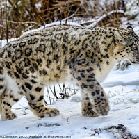 Buy canvas prints of Snow leopard on the prowl by Angus McComiskey