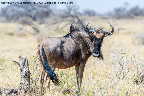 Solitary blue wildebeest, Etosha National Park Picture Board by Angus McComiskey