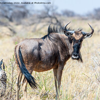 Buy canvas prints of Solitary blue wildebeest, Etosha National Park by Angus McComiskey