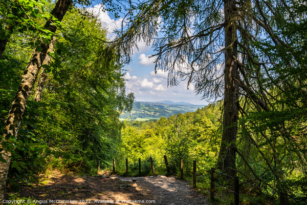 View from the top of The Birks of Aberfeldy Picture Board by Angus McComiskey