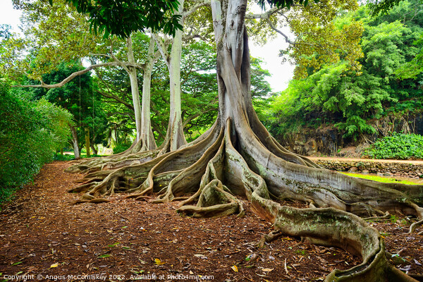 Ficus trees in Allerton Gardens on Kauai in Hawaii Picture Board by Angus McComiskey