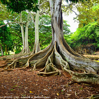 Buy canvas prints of Ficus trees in Allerton Gardens on Kauai in Hawaii by Angus McComiskey