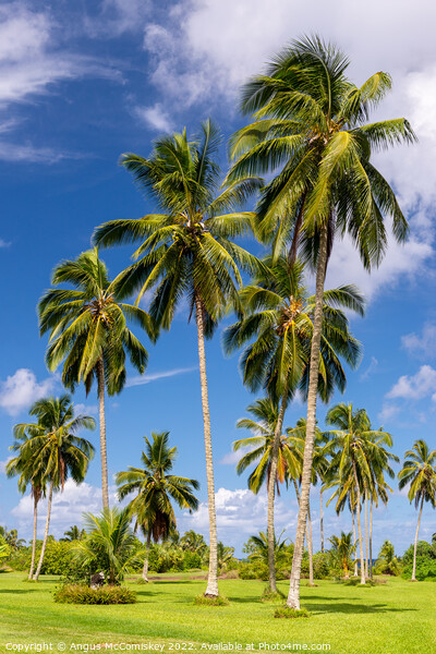 Coconut palms in Kahanu Garden on Maui, Hawaii Picture Board by Angus McComiskey