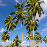 Buy canvas prints of Coconut palms in Kahanu Garden on Maui, Hawaii by Angus McComiskey