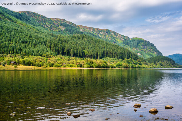 Pine forest Loch Lubnaig Trossachs Picture Board by Angus McComiskey