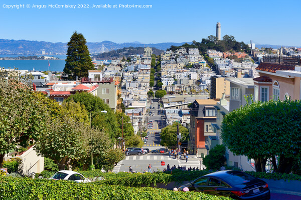 Lombard Steet to Telegraph Hill, San Francisco Picture Board by Angus McComiskey