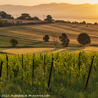 Buy canvas prints of Tuscan landscape at golden hour by Angus McComiskey