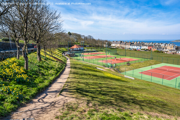 Daffodils by North Berwick Tennis Club Picture Board by Angus McComiskey