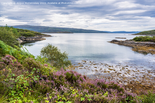 Loch Sunart, Ardnamurchan Peninsula Picture Board by Angus McComiskey