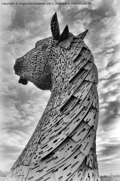 Kelpie standing proud black and white Picture Board by Angus McComiskey