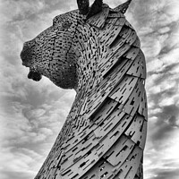 Buy canvas prints of Kelpie standing proud black and white by Angus McComiskey