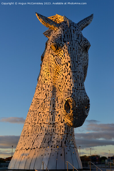 Kelpie at golden hour Picture Board by Angus McComiskey