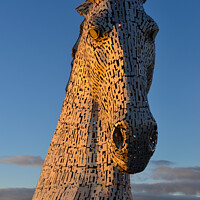 Buy canvas prints of Kelpie at golden hour by Angus McComiskey