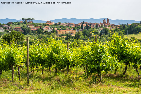 Vineyard near Pozzo della Chiana Tuscany Picture Board by Angus McComiskey