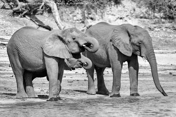 Elephants on bank of Chobe River in Botswana mono Picture Board by Angus McComiskey