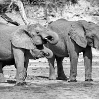 Buy canvas prints of Elephants on bank of Chobe River in Botswana mono by Angus McComiskey