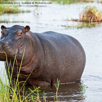 Buy canvas prints of Defiant hippo, Okavango Delta, Botswana by Angus McComiskey