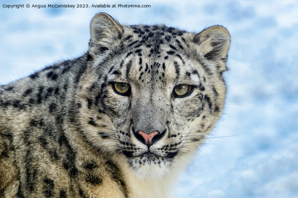 Snow leopard face to face Picture Board by Angus McComiskey
