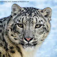 Buy canvas prints of Snow leopard face to face by Angus McComiskey