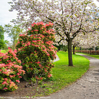 Buy canvas prints of Spring Blossom in Lauriston Castle Japanese Garden by Angus McComiskey