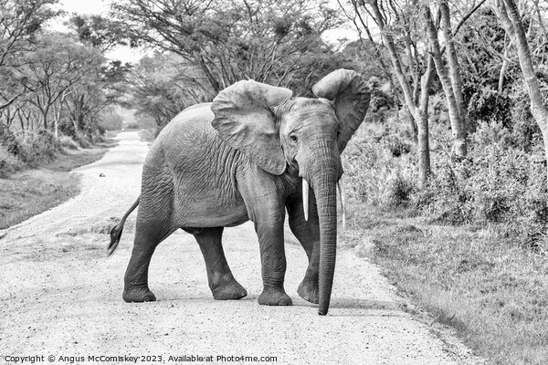 Young bull elephant on track in Uganda monochrome Picture Board by Angus McComiskey