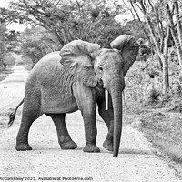 Buy canvas prints of Young bull elephant on track in Uganda monochrome by Angus McComiskey