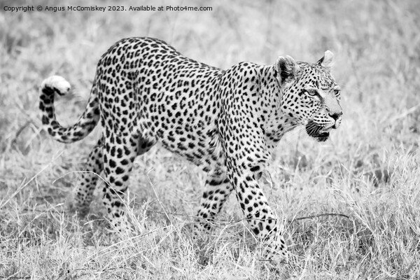 Leopard on the move in Botswana (monochrome) Picture Board by Angus McComiskey