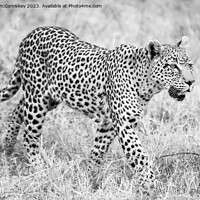 Buy canvas prints of Leopard on the move in Botswana (monochrome) by Angus McComiskey