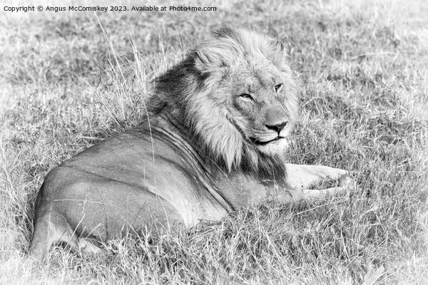 Male lion Botswana (monochrome) Picture Board by Angus McComiskey