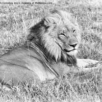 Buy canvas prints of Male lion Botswana (monochrome) by Angus McComiskey