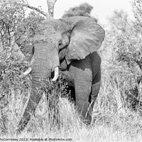 Buy canvas prints of Mature bull elephant in grassland, Botswana mono by Angus McComiskey