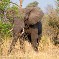 Buy canvas prints of Mature bull elephant in grassland, Botswana by Angus McComiskey