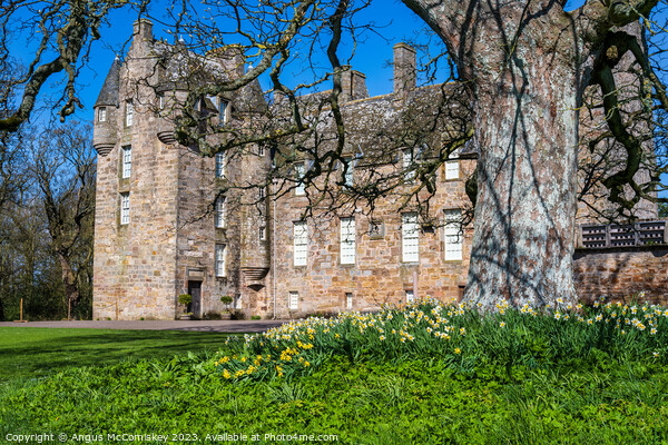 Daffodils at Kellie Castle, East Neuk of Fife Picture Board by Angus McComiskey
