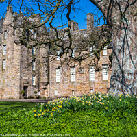 Buy canvas prints of Daffodils at Kellie Castle, East Neuk of Fife by Angus McComiskey