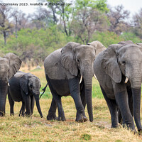 Buy canvas prints of Elephants leaving river in Okavango Delta Botswana by Angus McComiskey