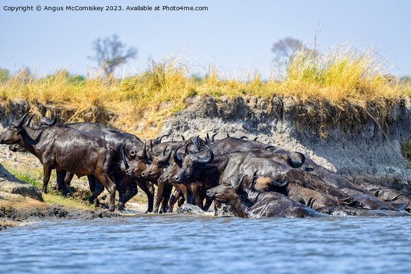 African buffalo on the Chobe River, Botswana Picture Board by Angus McComiskey